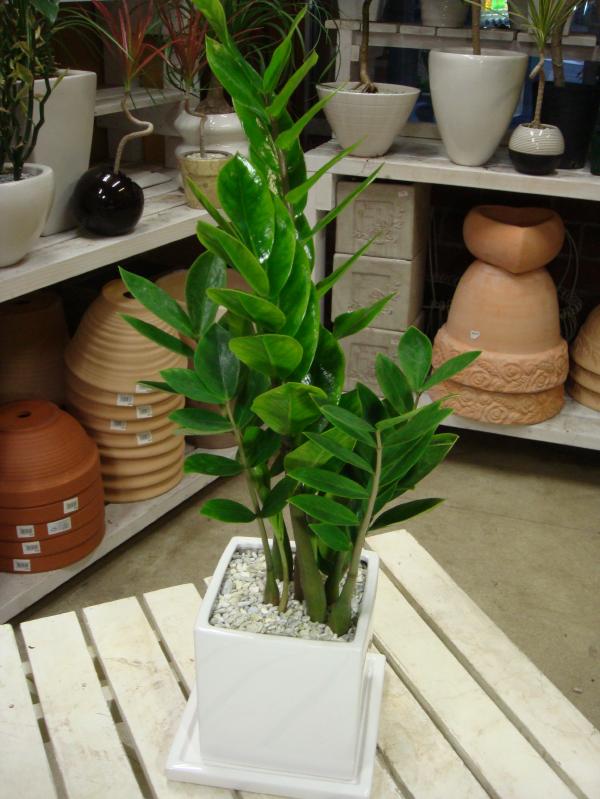 【ミニ観葉植物】ザミオカルカス　ホワイト陶器鉢　S-タイプ