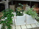 人気のあの商品♪ミニ観葉植物　3鉢セット販売（シッサスシュガーバイン・斑入フィカスプミラ・グリーンドラム）オシャレに決めたいインテリア陶器鉢