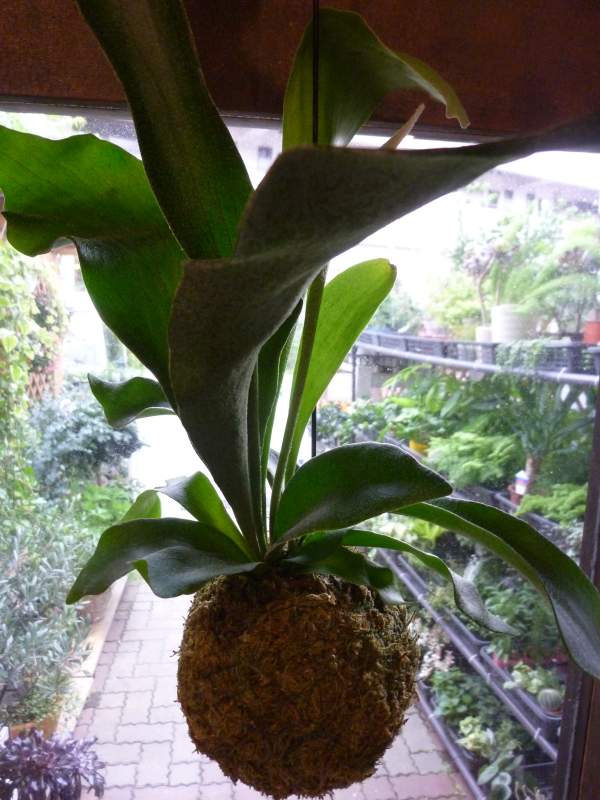 コウモリラン（ビカクシダ）苔玉仕立て　室内の空間を和ます♪植物の自然な姿を醸し出している　…...:onesgarden:10004015