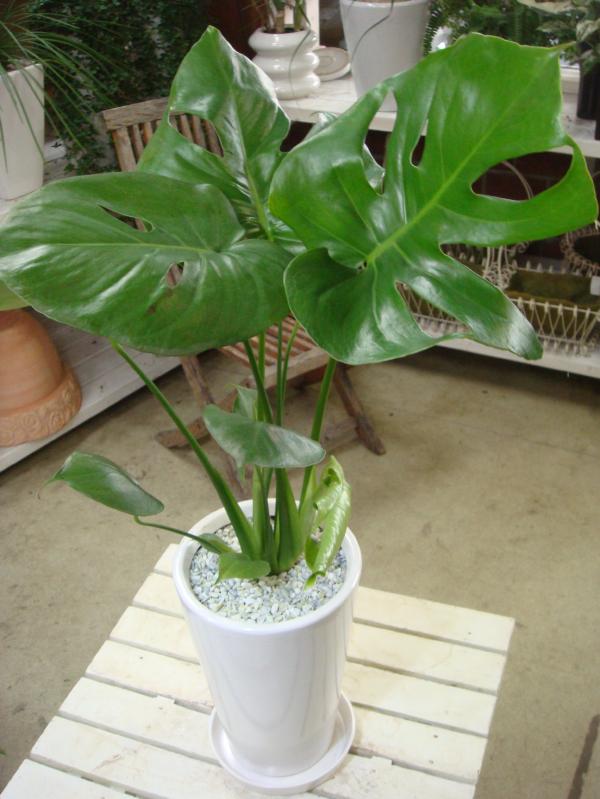 スタイリッシュな観葉植物♪室内の空間を和ます♪モンステラ♪切れ込みがオシャレ♪Aタイプ　モダン風アジアンテイスト♪