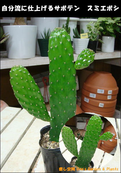 ڥߥ¿ʪ۴󤻥䥤ƥꥢ꡼ʤɤˢԤȾۥХܥƥǿ͵Υߥܥġ˼ʬήμ֤˿ؤƻž夲ƲåΥƥꥢ󤻿ʤɤˤ