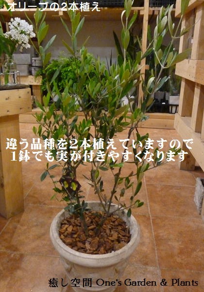 【送料無料】オリーブの木　2本寄せ植え　Oli-me（オリーミー）　（品種違いで実が付きや…...:onesgarden:10001381