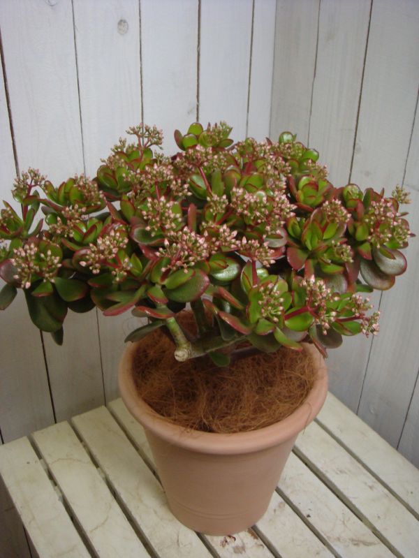 ڤΤʤڡ۸ʥ᡼ڳڥ_ۡڳڥ_åϡ̵ۡۤΤʤڡ𡡡ʲַġ˲դ¤ɽ֢ץƥ饳åž夲