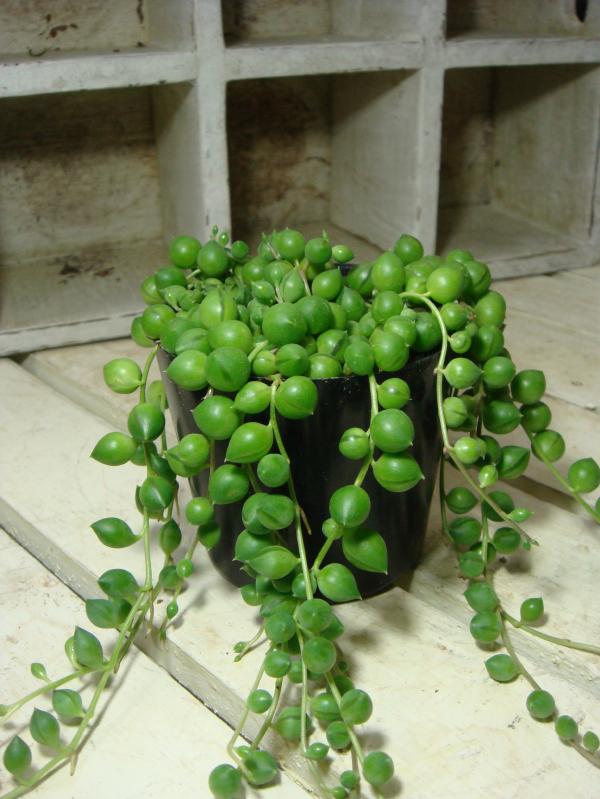 グリーンネックレス　【多肉植物】　自分流の室内空間に植え替えして仕上げて下さい♪アジアンチックやモダン風・トロピカル風のインテリア寄せ植えなどにも♪プニプニのつぶつぶ感が可愛い♪