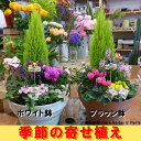 季節のおまかせ寄せ植え♪コニファーゴールドクレスト