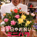 ミニバラのアソートミックス大株寄せ植え 鉢植え♪アンティーク風のテラコッタ♪シンプル仕上げで手間要らずです♪楽ギフ_包装 楽ギフ_メッセ入力 送料無料フリーメッセージ 新築祝い 開店祝い フラワーギフト 花 ギフト特集