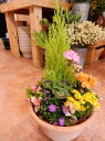 ゴールドクレスト テラコッタ陶器鉢植え♪季節のおまかせ寄せ植え おまかせピック付き鉢にもこだわりたいお客様に♪【季節のお花 寄せ植え ギフト 送料無料】フラワーギフト ギフト特集『One'sオリジナル植え替え済み セット植え 鉢』