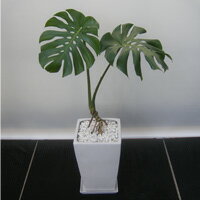 ̵ڴտʪۥ󥹥ƥ smtb-kۡkbۡԲġ̵ۡ