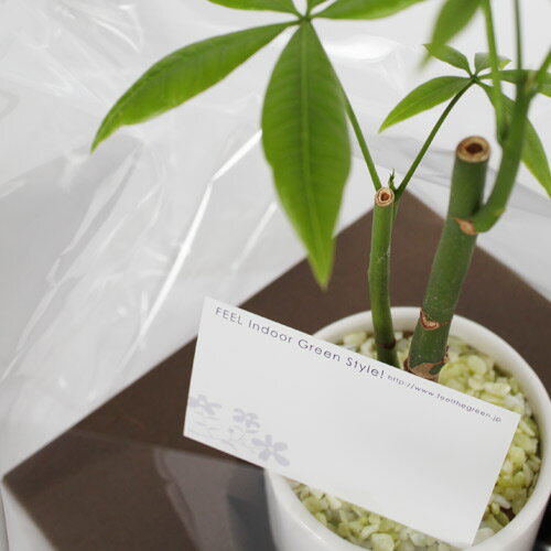 ̵ڴտʪۥѥsmtb-kۡkbۡԲġ̵ۡ