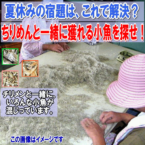 ちりめん 夏休みの宿題ちりめんじゃこと一緒に獲れる小さな小魚を探せ！わけあり 訳あり乾燥のよいちりめんじゃこ250g（大きさは大小不揃い）無添加 広島県産【あす楽対応】自由研究 小学校 教材【asubon2010】ちりめん【夏休みの宿題】ちりめんじゃこと一緒に獲れる小さな小魚を探せ！訳あり【あす楽対応】