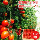 お中元 大分県竹田産 夏秋ミニトマト 1.7kg(約84~110玉) 贈答箱入り 産地直送 鮮度抜群 甘くてジューシー 有機肥料で育てた新鮮な野菜 お土産 ギフト 一粒万倍【送料込】