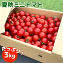 お中元 大分県竹田産 夏秋ミニトマト たっぷり3.0kg(約190玉) 産地直送 鮮度抜群 甘くてジューシー 有機肥料で育てた新鮮な野菜 お土産 ギフト 一粒万倍【送料込】