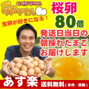 さくらたまご80個(60個+破損保証20個含む)