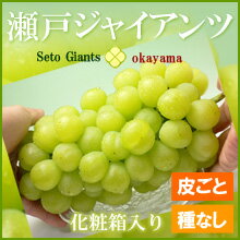 瀬戸ジャイアンツ（700g〜1kg）