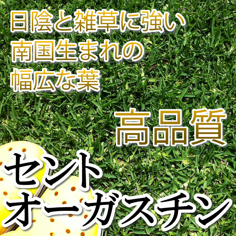 芝生 セントオーガスチン 1平米 日照不足に強い芝生 やっぱり人工芝より天然芝 ガーデニングDIY ...:oosumi:10000056