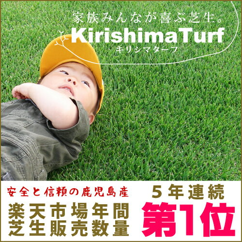 芝生！キリシマターフ（当店限定品種・日本芝）　1平米　手入れが楽・簡単な芝生葉が短いから刈り込みの回数が減って、芝生の手入れが楽になる、あったらいいなを実現した逸品。濃緑の葉が心を癒す。当店限定品種