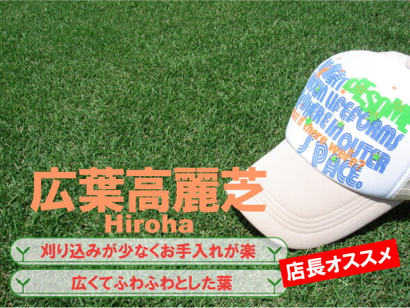 ★芝生　広葉高麗芝★（日本芝）　1平米　お手入れの楽な芝生ふわふわして気持ちのいい芝生。葉の伸びる速度が遅いから刈り込みの回数が少ない。