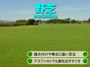 ★芝生　野芝★（日本芝）　1平米　環境適応能力の高い芝生抜群の環境適応力の芝生だから、アスファルトでも顔を出す。踏み付けや寒さにも強い。
