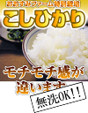 【新米に変更♪】24年産特別栽培で育てた新米コシヒカリお試しセット450g（3合）×2袋（オマケ付)♪【24年産】【送料無料】【無洗米】【こしひかり】【米】メール便発送で送料無料！つやっつや！もちもちを体感しませんか？【24年産】【送料無料】【無洗米】【こしひかり】【米】