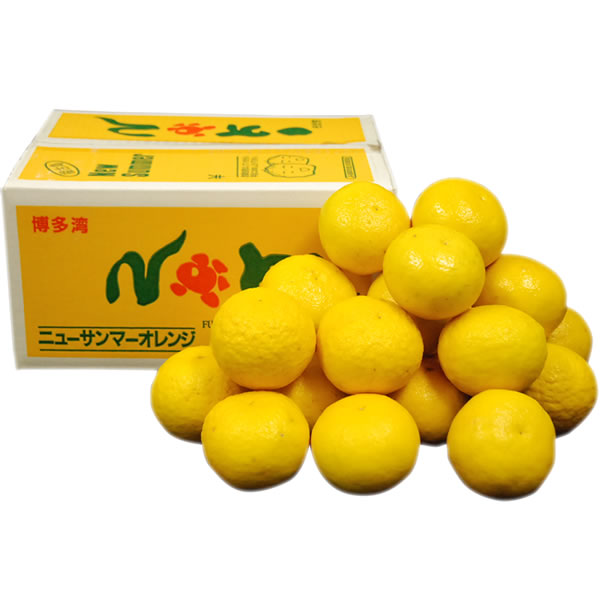 【母の日 ギフト】 ニューサンマーオレンジ(ニュー