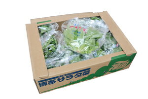九州産　サラダ菜(バターヘッド)　1箱　【福岡産】...:ootsuru:10004211