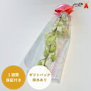 ★デンファレ☆1本ラッピング★ギフトパック&リボン付き保水あり