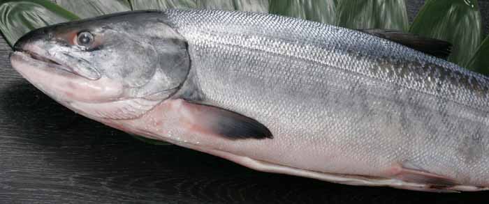 8󤷤ͤʤΥ֥ɡ̵۶3.6kgˡǯۤý2007