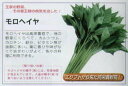 【その他の菜類】モロヘイヤ〔固定種〕/小袋