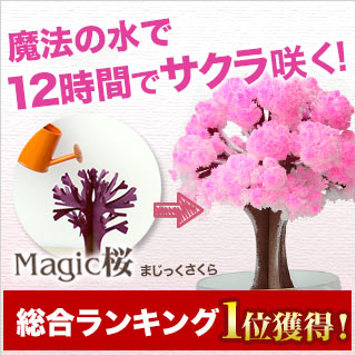 ミニ盆栽 マジック桜 マジックサクラ 桜 ミニ盆栽 『Magic桜』お部屋でのお花見グッズにもオススメ　ミニ盆栽 自分で咲かせる不思議なマジック桜。桜 ミニ盆栽 プレゼントやお土産にも/まじっくさくら/magic sakura/入学・卒業・誕生日・結婚式・出産祝い・記念日などのプレゼント