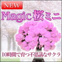 『Magic桜ミニ』マジック桜 海外へのお土産にも好評マジックツリーシリーズ マジックサクラミニ手作りで作る桜の木【おとぎの国】【0305spring】[05P123Aug12]