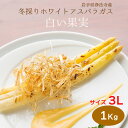 冬採りホワイトアスパラガス「白い果実」 岩手県産 3L 1本...
