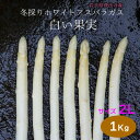 冬採りホワイトアスパラガス「白い果実」 岩手県産 2L 1本...
