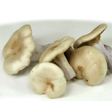 礷ᤸե󥹻͢ءեå夭Τ ԥ֥롼500g