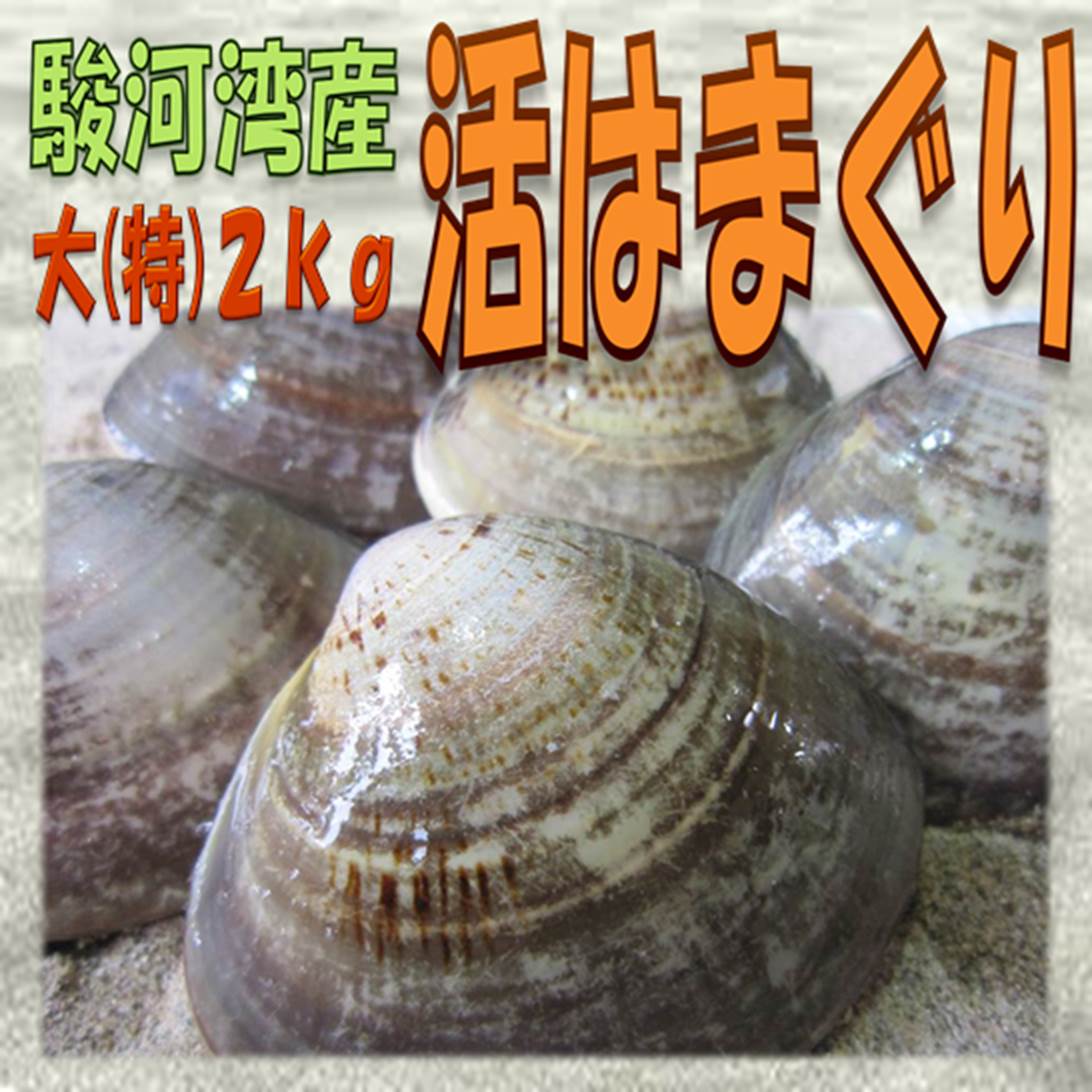 ★国産 活はまぐり★（特大）2kg（20個前後）駿河湾産 とれたて直送 　鮮度抜群！ギフト…...:ounamibussann:10000088