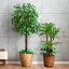 光触媒 人工観葉植物 フェイクグリーン 大型 インテリアグリーン ベンジャミン 幸福の木 ドラセナ 2本セット
ITEMPRICE