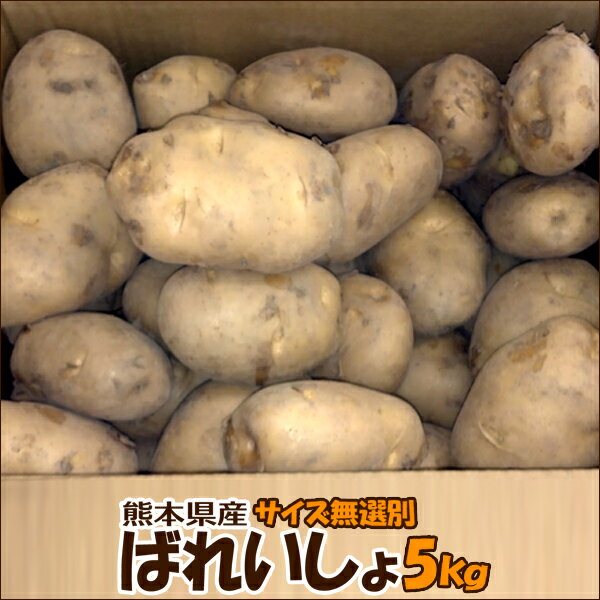 熊本県産　ばれいしょ5kg【サイズ無選別】サイズが選別されていないのでいろんなサイズのものが入っています。2箱以上購入で送料無料！