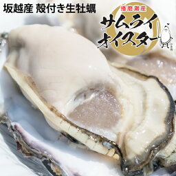 【お届け最終5/18】坂越産 <strong>殻付き</strong><strong>牡蠣</strong> [送料無料]生食OK★熱を加えても縮まない！臭みがなく食べやすい<strong>牡蠣</strong>♪【楽ギフ_包装】【楽ギフ_のし】【楽ギフ_のし宛書】【楽ギフ_メッセ】【楽ギフ_メッセ入力】