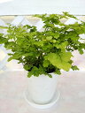【観葉植物】アジアンタム 4号【癒し効果】受け皿 肥料