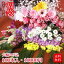 【送料無料】【福袋】『迎春 切花福袋・特大サイズ(約100本)』10000円!約100本+延命剤付き!生花/
