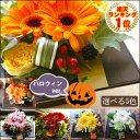 【 ハロウィン ギフト あす楽対応/即日発送 花 アレンジ】生花 フラワーアレンジメント「コントラスト」【 アレンジメント プレゼント 花キューピット 加盟店 誕生日プレゼント 女性 花 誕生日 退職祝い メッセージカード付き 生花】【店頭受取対応商品】