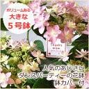 【 母の日 鉢植え 】ダンスパーティ 花鉢【母の日 ギフト ...