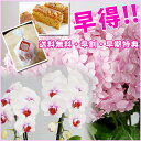 てまりてまり (5号鉢) 紫陽花 ミディ胡蝶蘭 ピンク 母の日限定 花 鉢花 早割 送料無料 母の日 ギフト プレゼント スイーツセット有 フリーメッセージ対応可