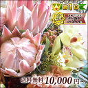 ★楽天1位★ポイント10倍★季節の花のオリジナルオーダーアレンジメント・花束10,000円〜ご予算に合わせて♪ 花 誕生日 開店祝い 開店 オープン スタンド花・胡蝶蘭と一味違ったギフトに 還暦 プレゼント 送料無料 ビジネス 開業祝い ハロウィン ポイント10倍 花 開店 オープン ギフト 誕生日 記念日 開店祝い 開業祝い ビジネス 個展 プレゼント 電報 結婚式 歓送迎会 還暦 還暦祝い 送料無料 ハロウィン