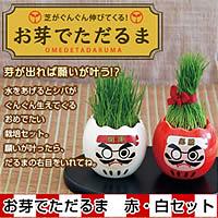 必勝赤だるま&開運白だるま!芽が出れば願いが叶う!?お芽でただるま 赤･白ｾｯﾄ★大爆発ｾｰﾙ★【お芽でただるま 赤･白ｾｯﾄ(ｵﾒﾃﾞﾀﾀﾞﾙﾏｱｶｼﾛｾｯﾄ)】comc