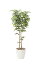 【メーカー直送・大感謝価格 】光触媒人工植物 光の楽園 2018 ケヤキ1.8 807A400 W70×D70×H180cm