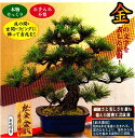 【エントリー全品P10倍追加】『松金盆栽』送料無料本物そっくり お手入れ不要 父の日のプレゼントとしても 造松 作り物松金盆栽10P03Dec16