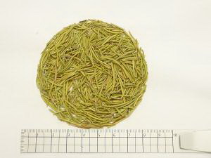 ローズマリー 1000g【割引不可、返品キャンセル不可品】