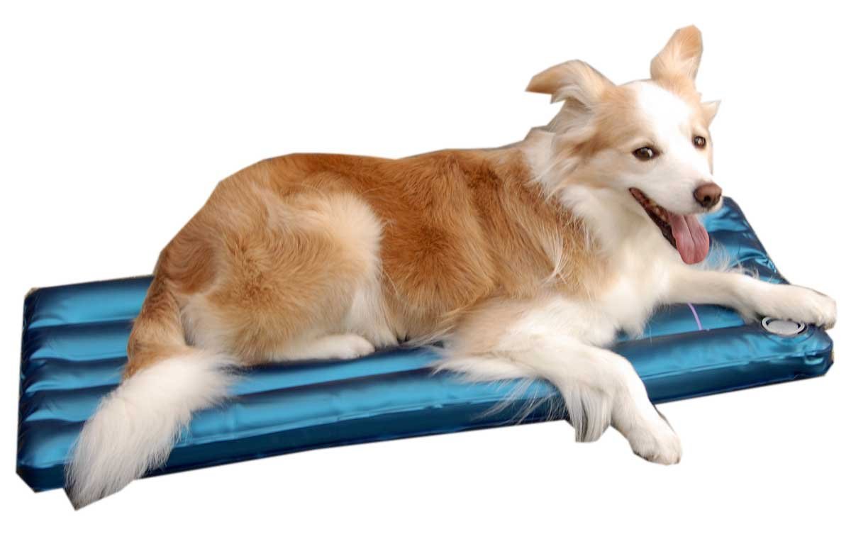 DOGS 犬の ウォーターベッド S ( 介護 床ずれ 体圧分散 熱中症予防 エコクール …...:passel:10000008