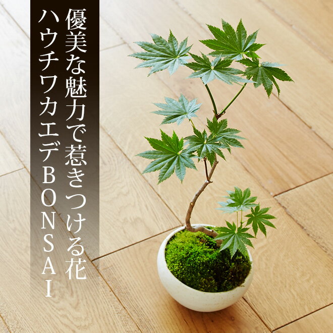 ハウチワカエデ　盆栽（ミニ盆栽　bonsai　ボンサイ）　翠松園　撰【包装不可・のし不可　…...:patie:10049481