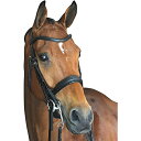 (カレッジエイト) Collegiate 馬用 モノクラウン パッド入り 厚手 レザー ウェイマス ブライドル 頭絡 馬具 乗馬 ホースライディング 【楽天海外直送】